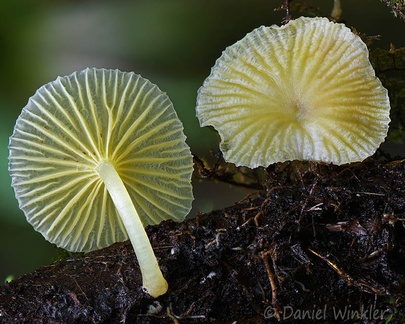 Gerronema subclavatum seen in Santa Maria