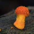 very young Cyptotrama asprata 