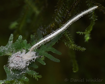 Gibellula sp. growing on a tiny spider in Santa Maria