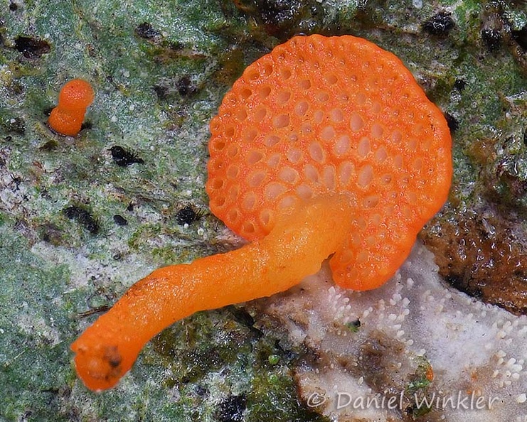 Favolaschia pores red DW Ms.jpg