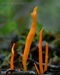 Clavulinopsis fusiformis in Santa Maria
