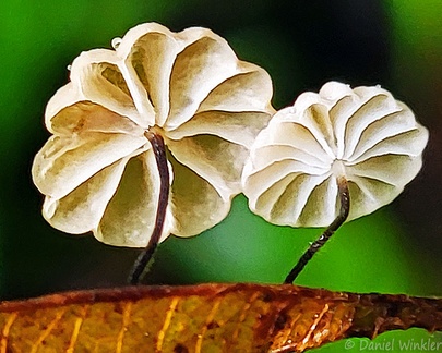 Marasmius berteroi? with widely spaced gills