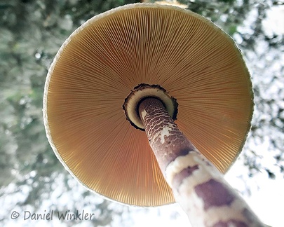 Macrolepiota colombiana gills growing above Villapinzo