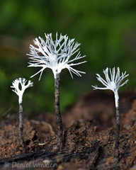 Xylaria tentacula seen in Mani, Casanare 