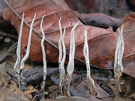Xylaria row in Mani