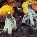 Phallus indusiatus seen in Mani, Casanare