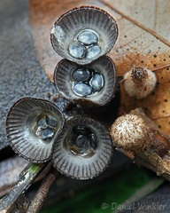 Cyathus sp. Birds nest fungi seen in Mani, Casanare