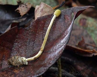 Purpureocillium atypicola is a cordyceps relative specialized in digesting trap door spiders. 