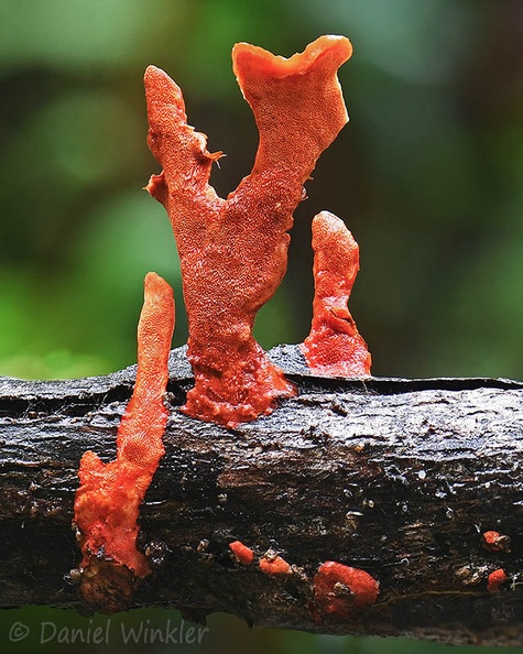 Trametes sanguinea antler Yopal DW Ms.jpg