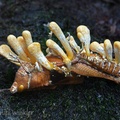 Cordyceps acridophila digesting a locust laying on its back. Seen along Virgen del Morro trail near Yopal, Casanare.
