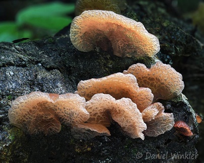 Auricularia delicata group seen in Virgen del Morro, Yopal