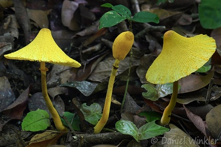 Leucocoprinus birnbaumii - such a dapper cap shape!