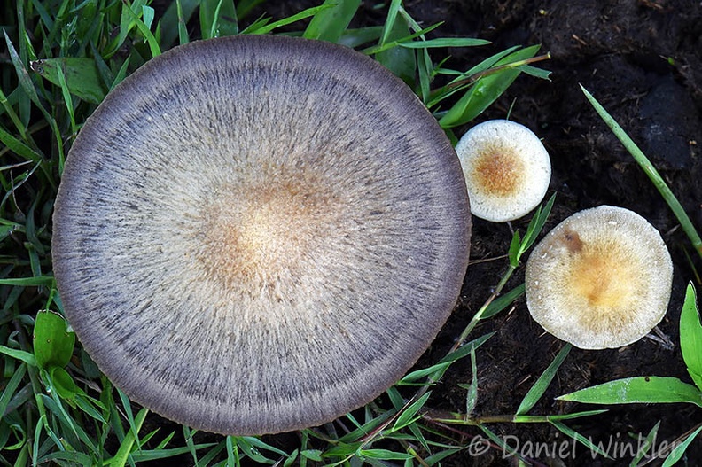 Psilocybe cubensis cap Casanare DW Ms.jpg