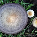Check out that cool Psilocybe cubensis cap! Seen in Casanare
