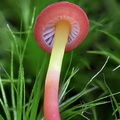 young Mycena acicula or something close to it seen in Raquira, Boyoca