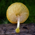pockets of collected pinkish-brown spores indicate this is a Pluteus sp.