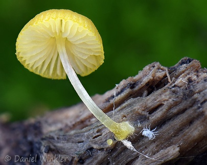 A young Pluteus sp. seen in the Andean oak forest of Raquira, Boyacá, Colombia