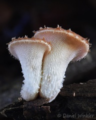 Echinochaete brachypora (so I think...), a beautiful polypore
