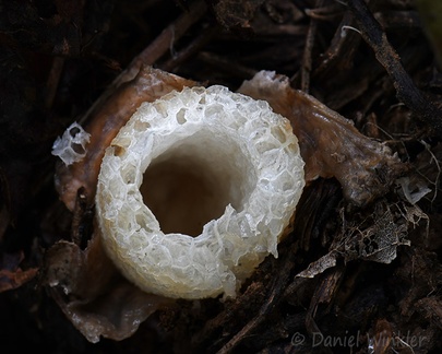 Phallus indusiatus complex volva and stem transect