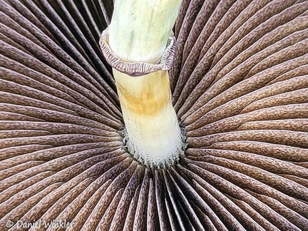 Psilocybe cubensis gills Casanare Cp DW Ms