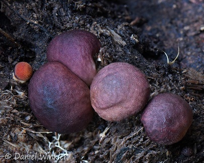 Lycoperdon fuligineum seen in Raquira