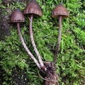 Deconica sp. seen in Yopal. I love the checkered stem pattern. 