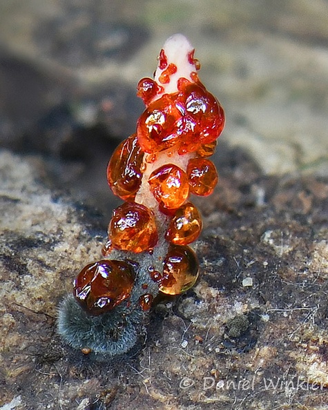 Xylaria globosa 1 DW Ms.jpg