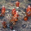 Xylaria globosa with its guttation drops