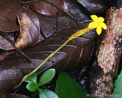 Voyria sp., is a myco-heterotroph member of the Gentian family (Gentianaceae). Voyria parasitize fungal mycelia. Seen above Santa Maria, Boyaca