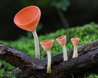 The always enticing Cookeina sulcipes (maybe C. speciosa) seen near Yopal