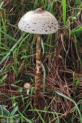 Majestic Macrolepiota colombiana, the Colombian Parasole, a choice edible mushroom growing above Villapinzo.
