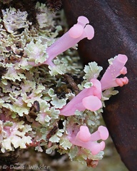Pink apothecia of the fruticose lichen Dibaeis, maybe D. columbiana 