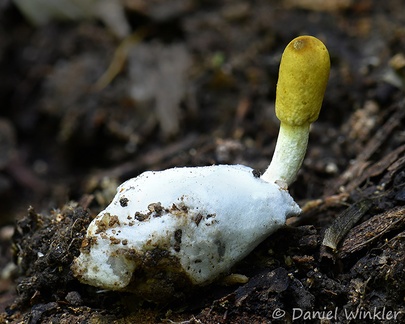 Purpureocillium atypicola, a Cordyceps that attacks trapdoor spiders after I dug it out carefully. Seen near Yopal.