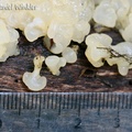 Ductifera pululahuana  jelly Chivor scale DW Ms.jpg