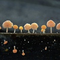 Favolaschia sp. lined up on the edge of a palm fond near San Louis de Palenque, Casanare, Colombia