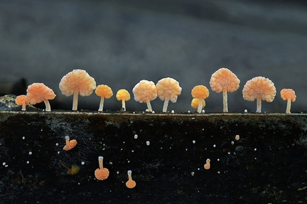 Favolaschia sp. lined up on the edge of a palm fond near San Louis de Palenque, Casanare, Colombia