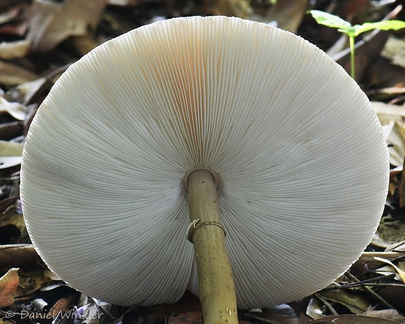Macrolepiota capelariae displaying its impressive gills