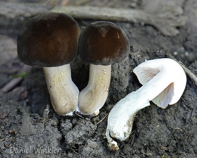 Another encounter of this velvety brown capped agaric! Near San Luis de Palenque, Casanare, Colombia SanLuis Dw Ms