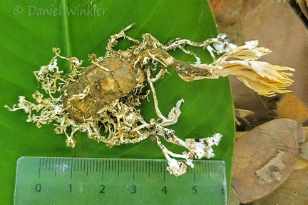 The Polyocephalomyces specimen with scale dug out near San Luis de Palenque