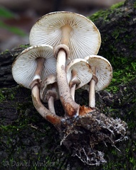 Note the intense color change of the stem of this caespitose Leucoagaricus sp. seen in Montana, Casanare, Colombia.
