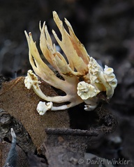 Polyocephalomyces sp. fruiting body growing above ground near San Luis de Palenque, Casanare