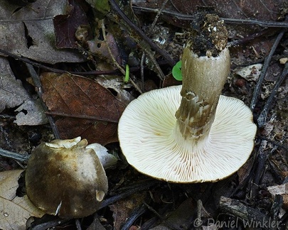 Camarophyllus Q Disp Mani DW Ms