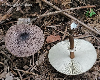 Macrolepiota sabulosa var velistellaris Montana DW Ms