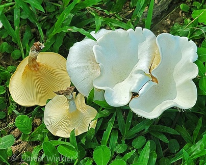 Lentinus concavus San Luis park Cp DW Ms