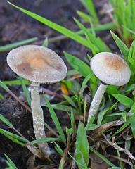 Psilocybe cubensis 2 Casanare DW Ms