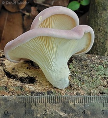 Purplish Agaric with cm scale. Maybe a Lentinus?