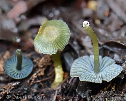 Gorgeous greenish Gliophorus or Hygrocybe, probably undescribed seen in Chivor