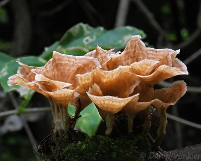 Podocypha growing in soil in Mani