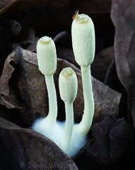 Leucocoprinus young seen in Mani