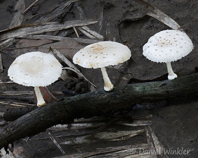Oudemansiella canarii seen in Mani